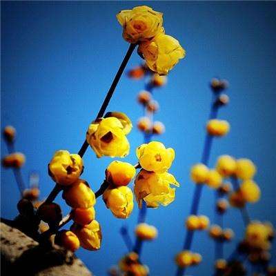 金沙集团186cc成色官方版下载